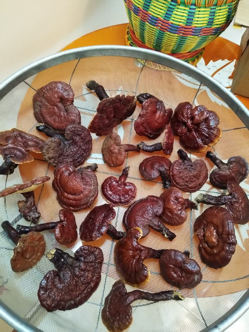 野生灵芝药用灵芝