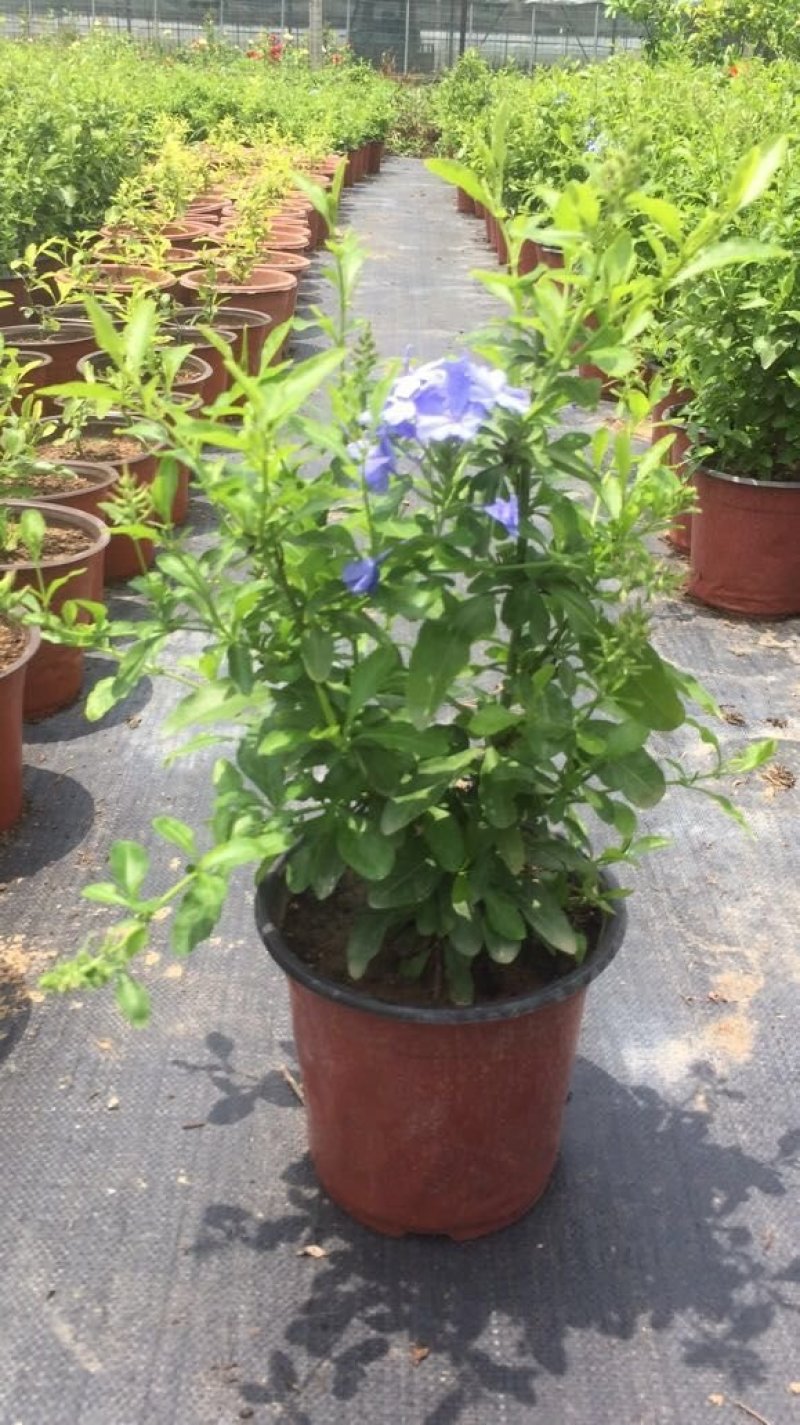 蓝雪花