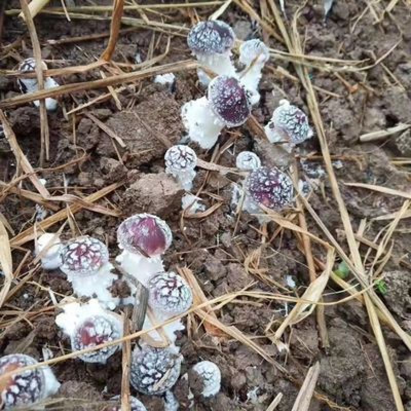 大球盖菌种（赤松茸）三级种栽培菌种菌包欢迎咨询