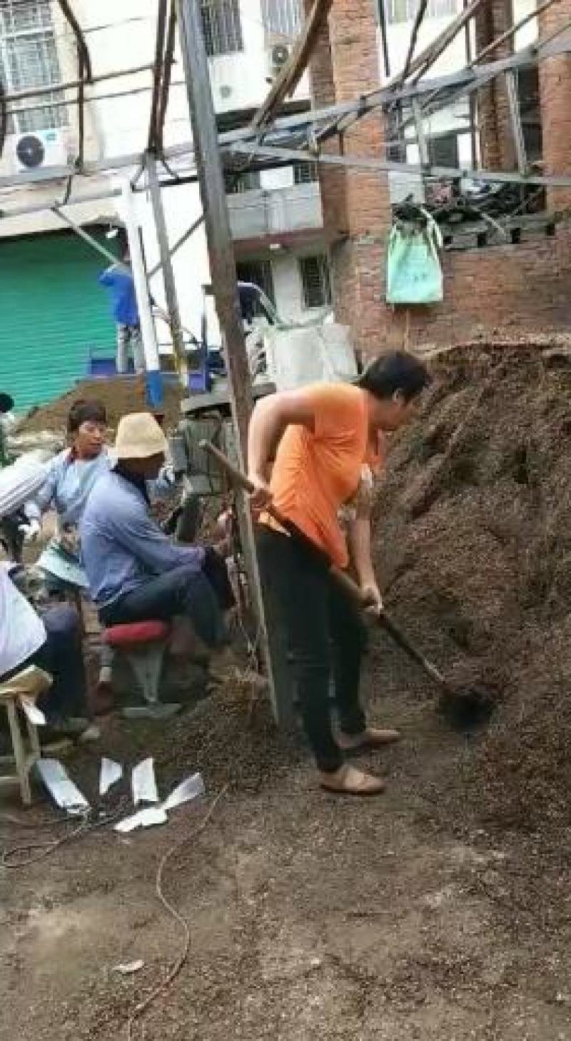 大球盖菌种（赤松茸）三级种栽培菌种菌包欢迎咨询