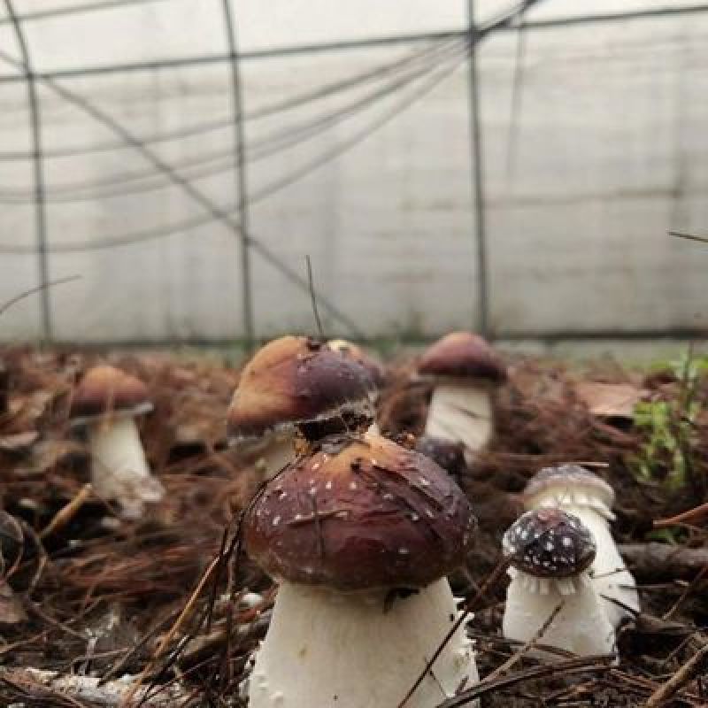 大球盖菌种（赤松茸）三级种栽培菌种菌包欢迎咨询