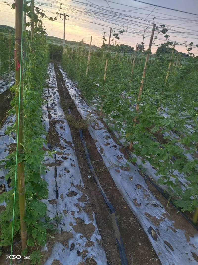 长期大量供应竹签竹弓，撑果竹，建筑竹茶竹黄金竹白毛竹苦竹