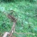 千斤拔新鲜，小叶包邮，小叶