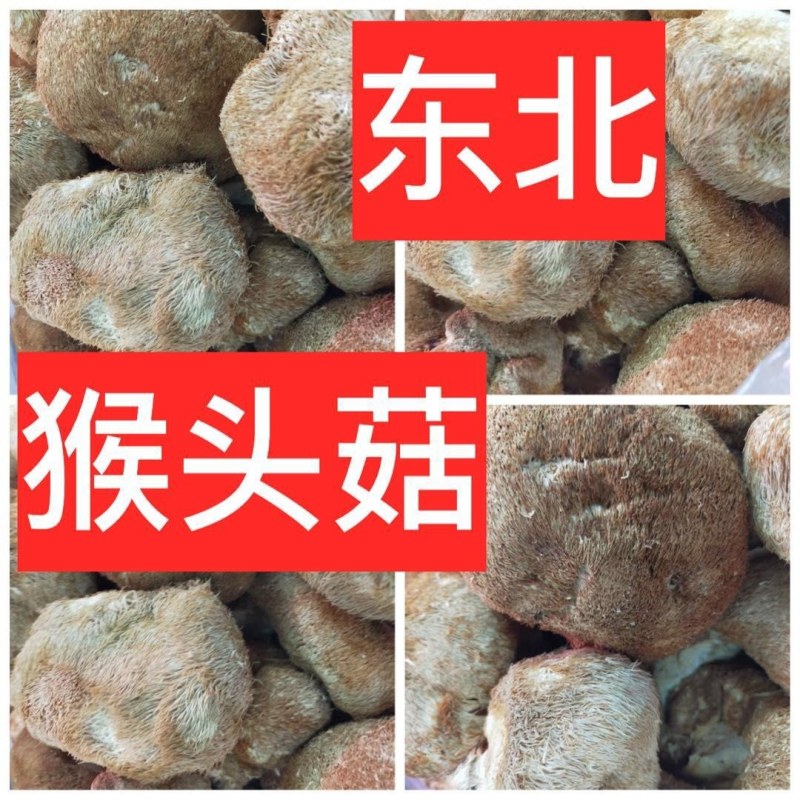 猴头菇～东北特产猴头菇！个大肉厚、香醇可口！