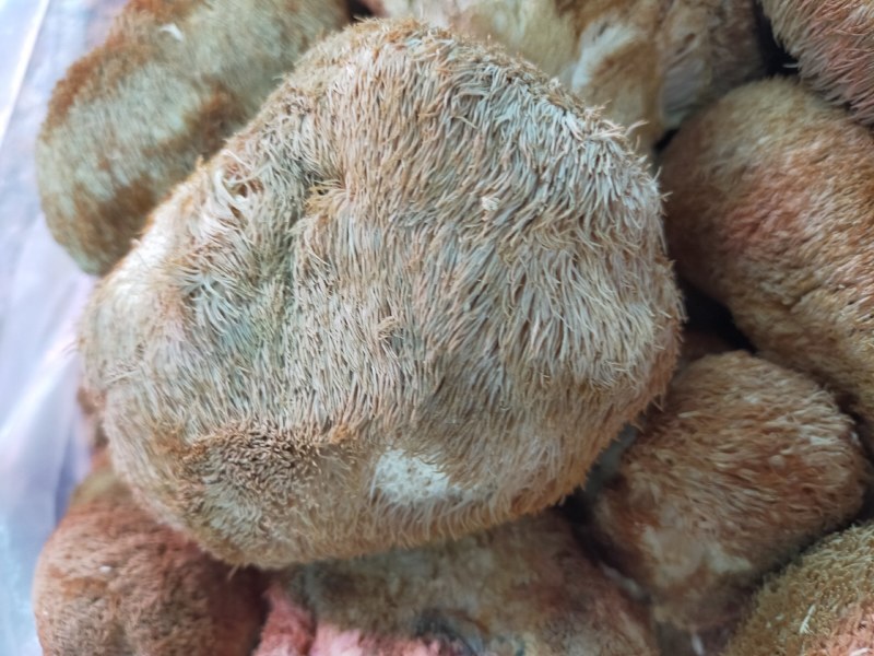 猴头菇～东北特产猴头菇！个大肉厚、香醇可口！
