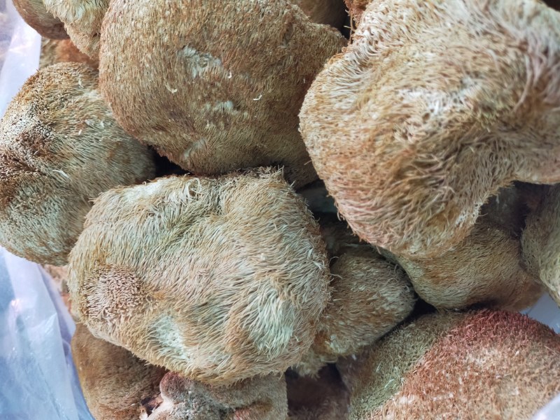 猴头菇～东北特产猴头菇！个大肉厚、香醇可口！