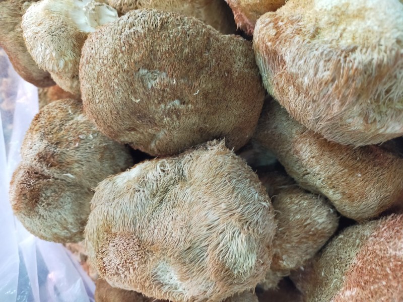 猴头菇～东北特产猴头菇！个大肉厚、香醇可口！