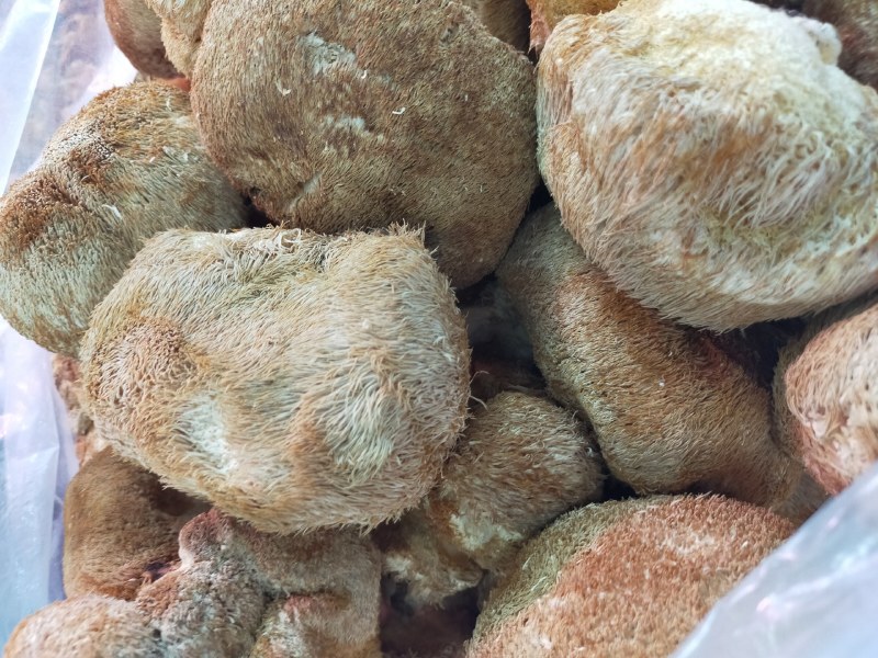 猴头菇～东北特产猴头菇！个大肉厚、香醇可口！