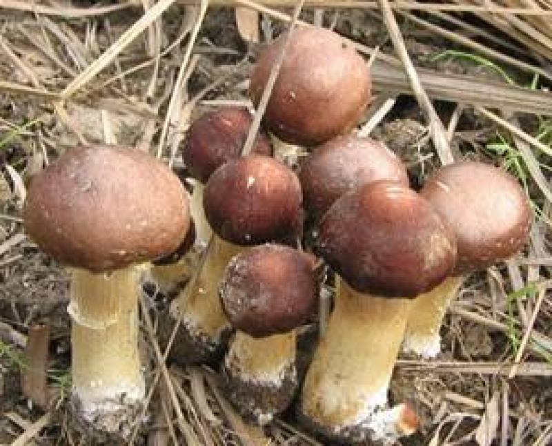 大球盖菌种（赤松茸）三级种栽培菌种菌包欢迎咨询