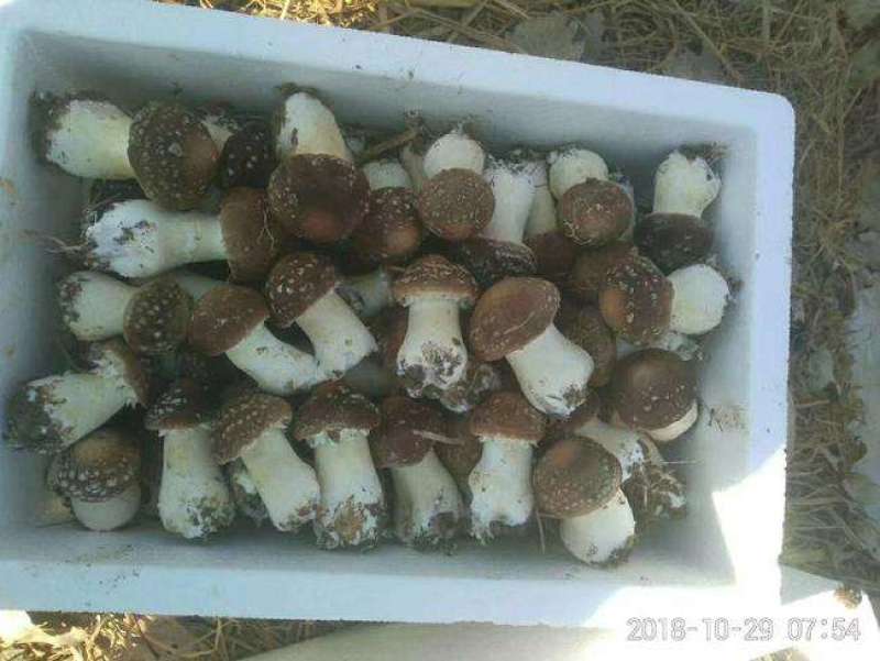 大球盖菌种（赤松茸）三级种栽培菌种菌包欢迎咨询