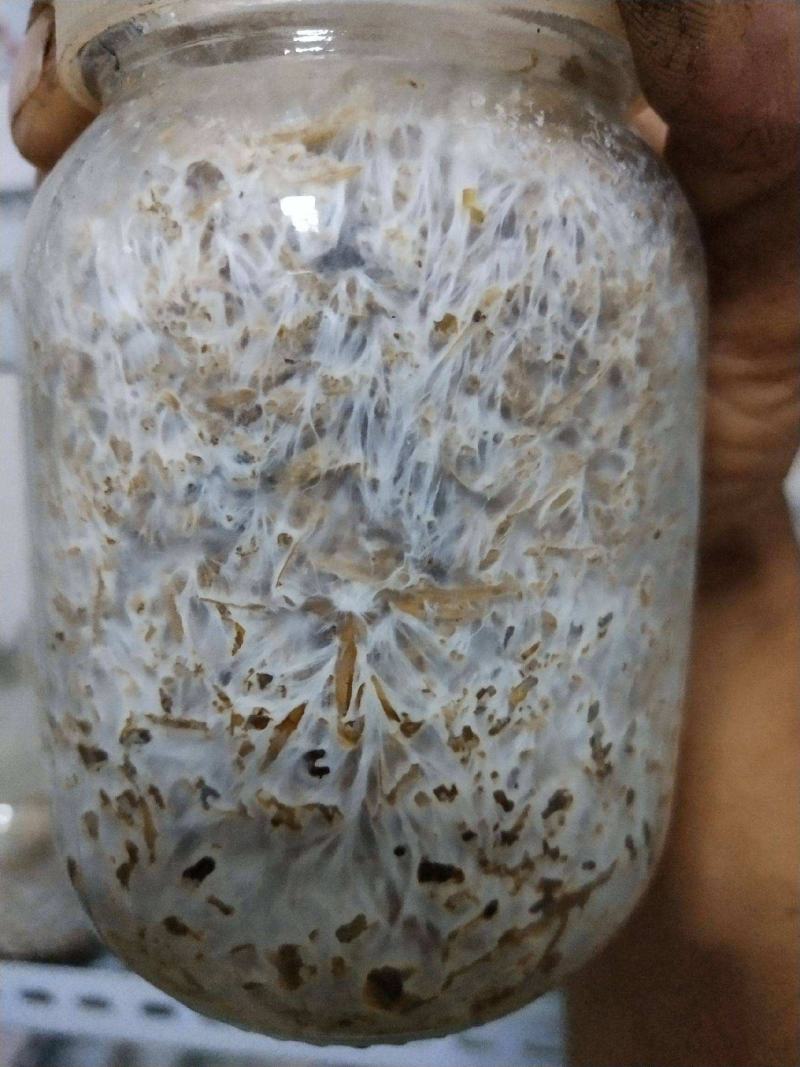 大球盖菌种（赤松茸）三级种栽培菌种菌包欢迎咨询