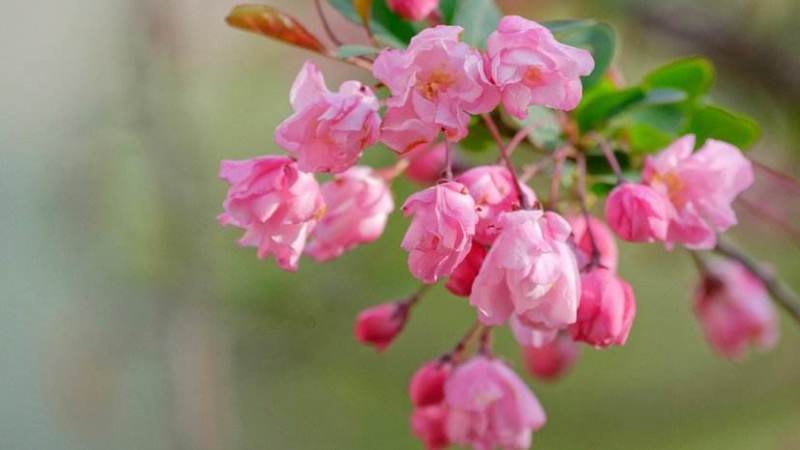 贵州毕节古夜郎大地野生中药材，盆景中华海棠秋海棠