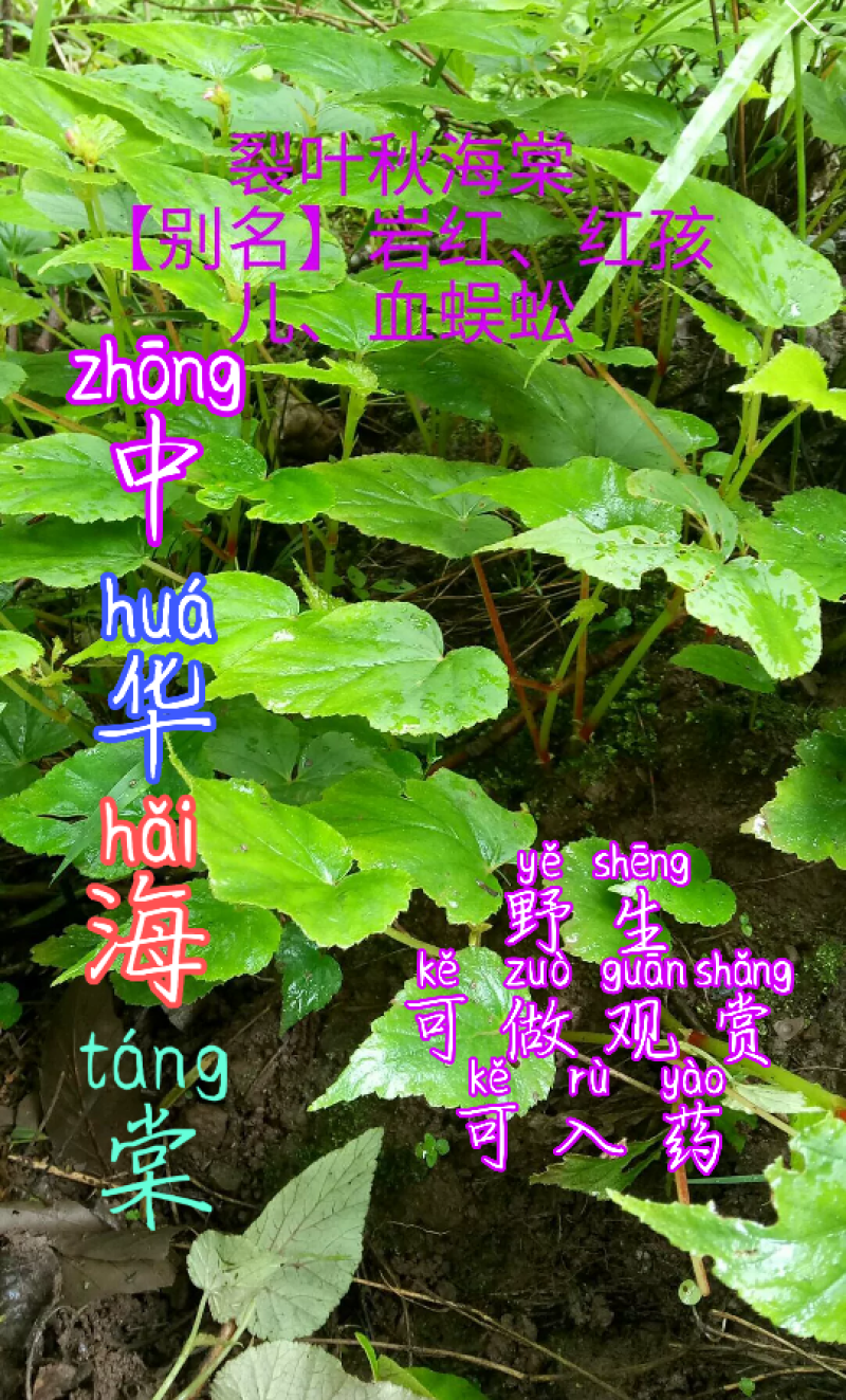 贵州毕节古夜郎大地野生中药材，盆景中华海棠秋海棠