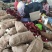丹东板栗，产地代办，快递一件代发品质保证
