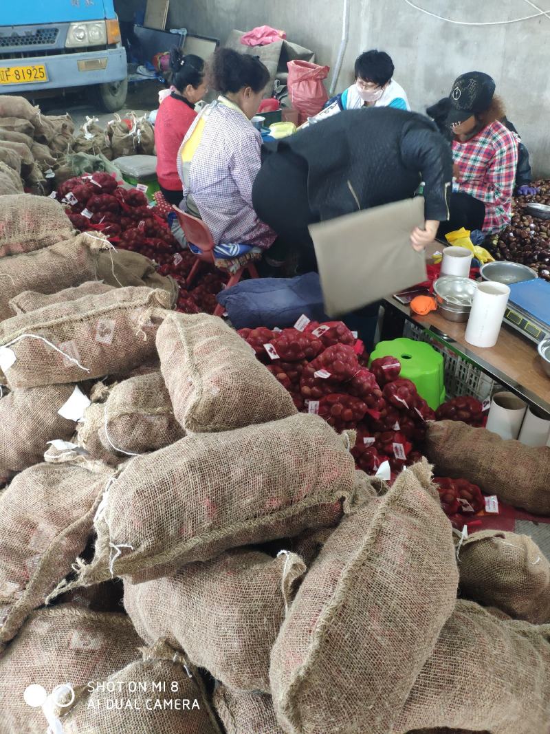 丹东板栗，产地代办，快递一件代发品质保证