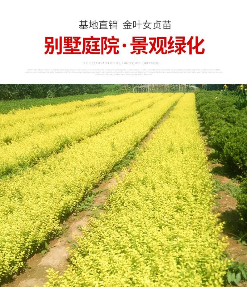 金叶女贞苗30-50cm高度出售各种工程苗量大价优