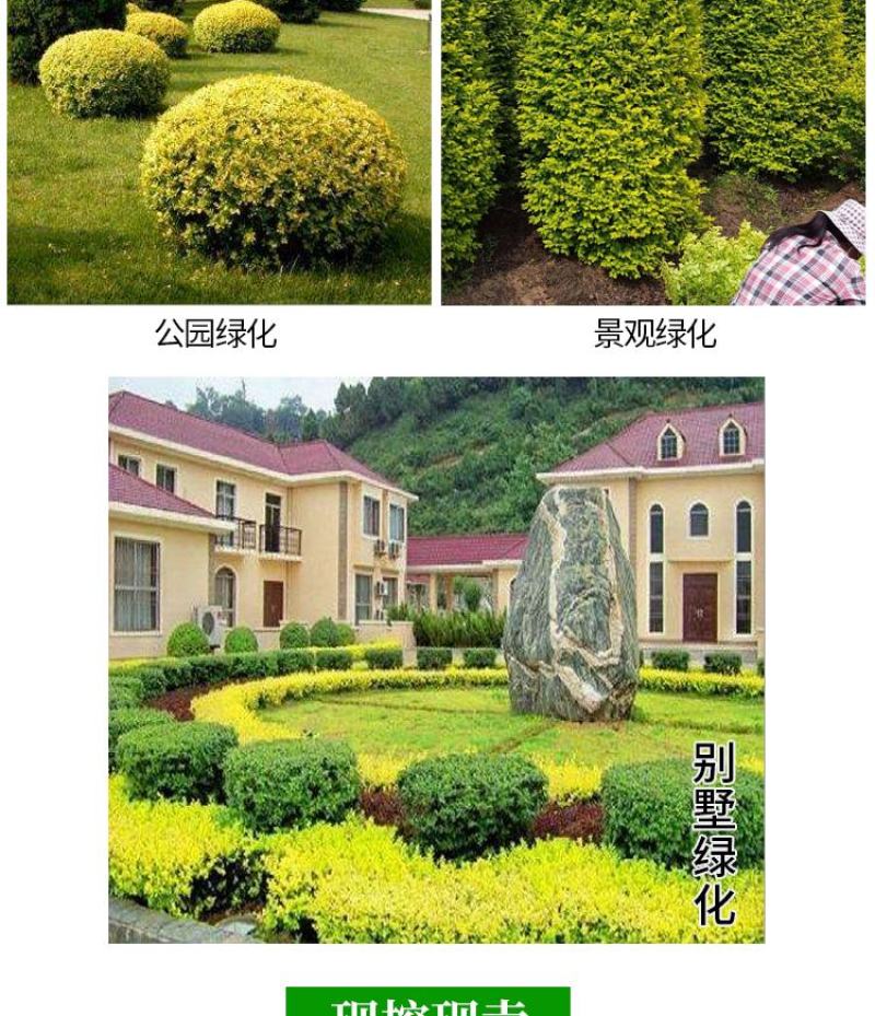 金叶女贞苗30-50cm高度出售各种工程苗量大价优