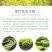 金叶女贞苗30-50cm高度出售各种工程苗量大价优
