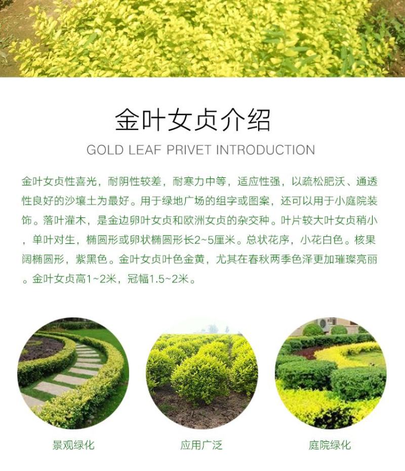 金叶女贞苗30-50cm高度出售各种工程苗量大价优