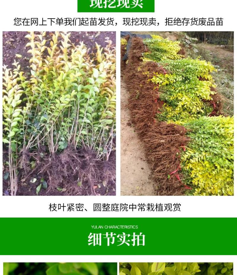 金叶女贞苗30-50cm高度出售各种工程苗量大价优