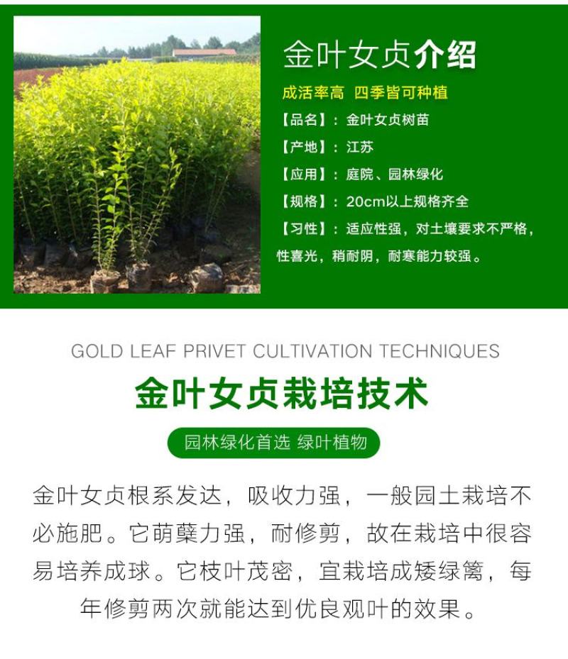 金叶女贞苗30-50cm高度出售各种工程苗量大价优