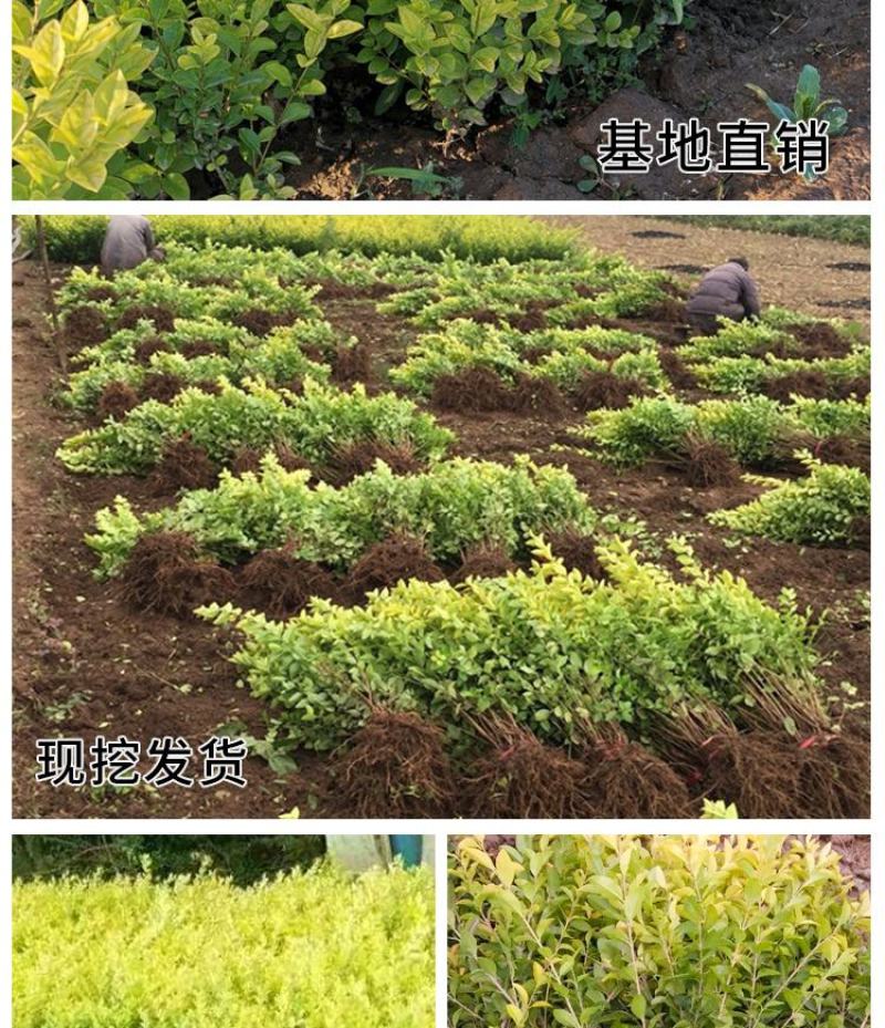 金叶女贞苗30-50cm高度出售各种工程苗量大价优