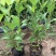 锦带花庭院绿植绿篱植物盆栽花卉耐寒绿化工程
