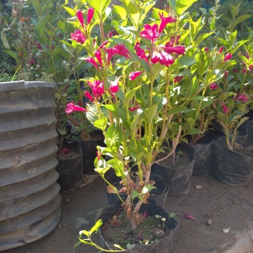 锦带花庭院绿植绿篱植物盆栽花卉耐寒绿化工程