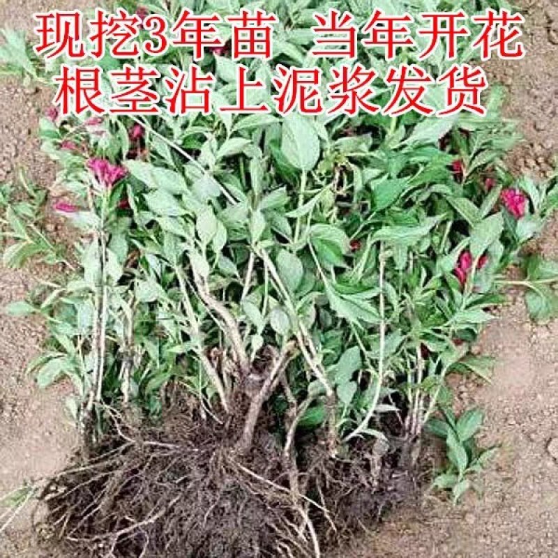 锦带花庭院绿植绿篱植物盆栽花卉耐寒绿化工程