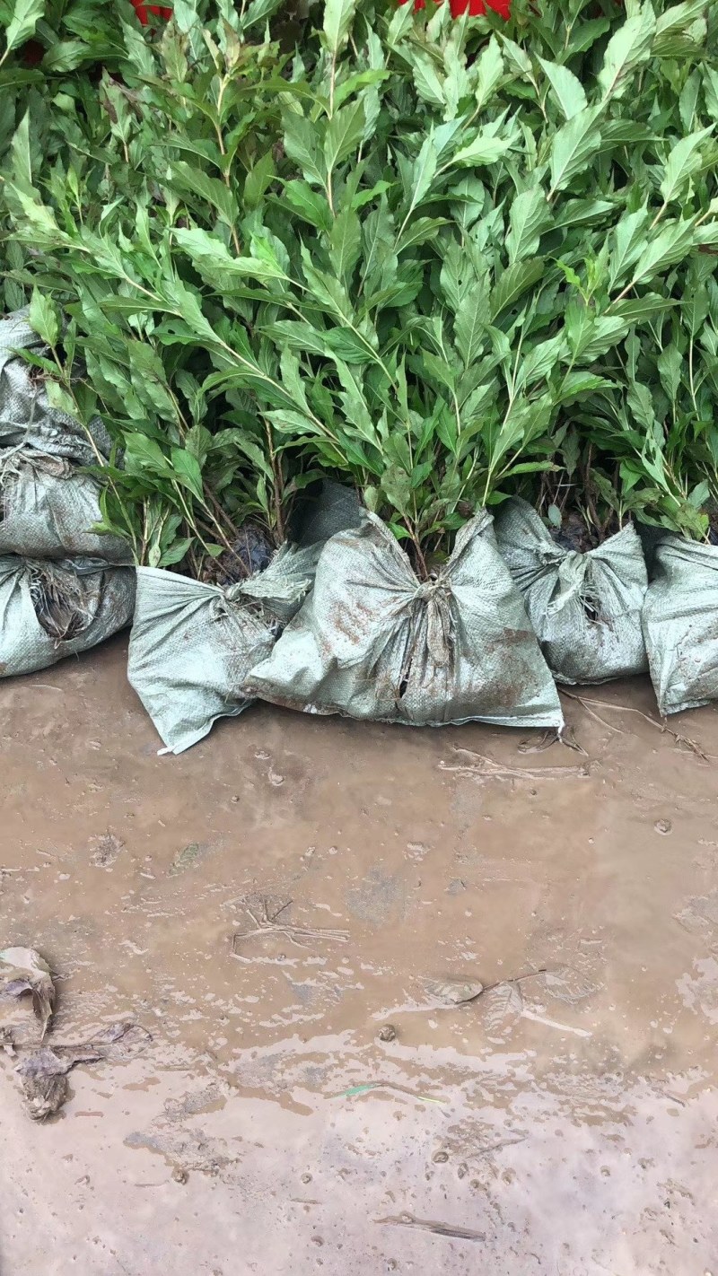 锦带花庭院绿植绿篱植物盆栽花卉耐寒绿化工程