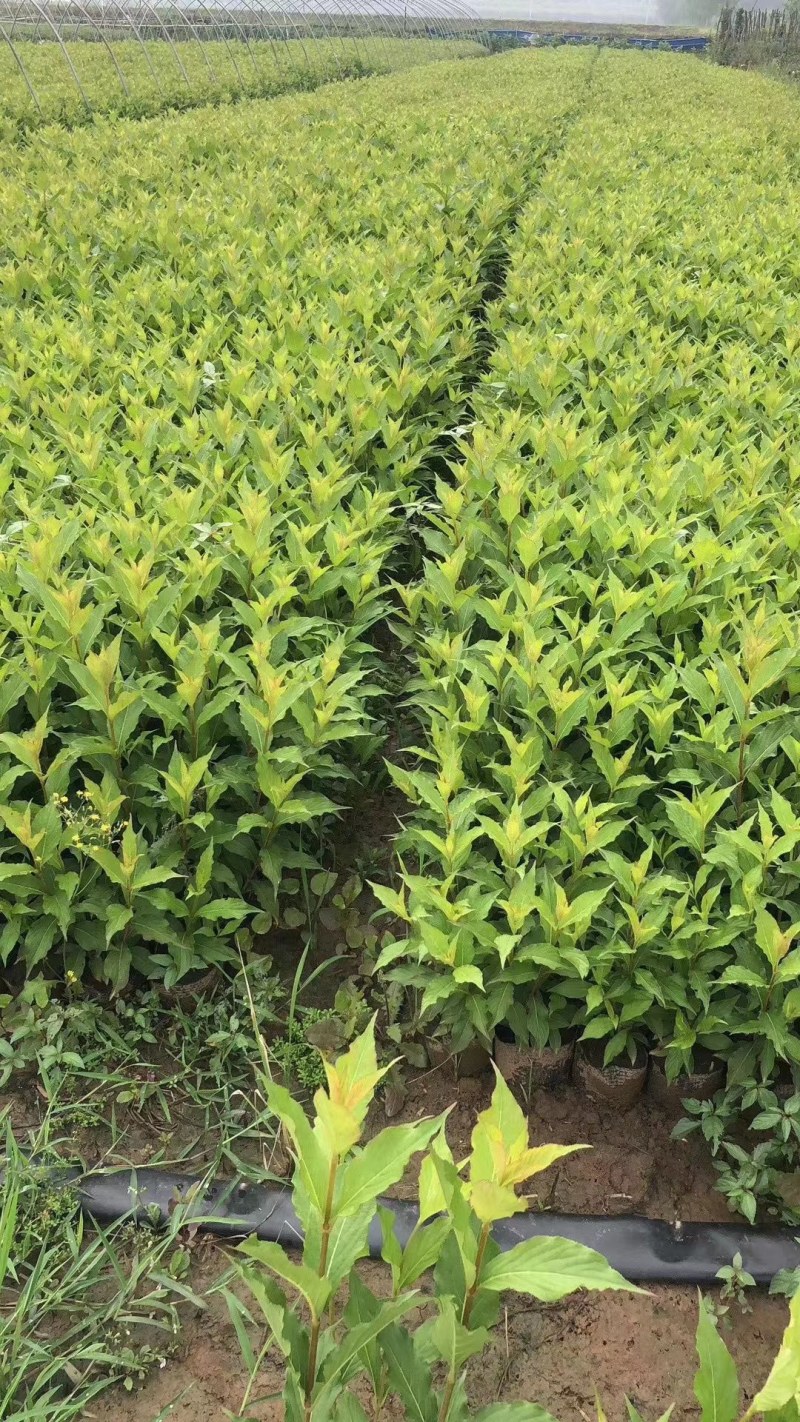 锦带花庭院绿植绿篱植物盆栽花卉耐寒绿化工程