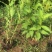 锦带花庭院绿植绿篱植物盆栽花卉耐寒绿化工程