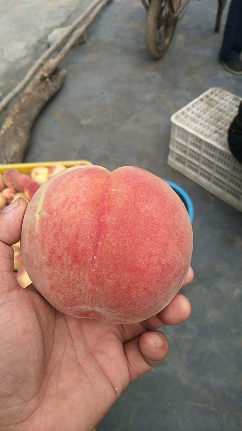 早生量大量大欢迎亲们来订购