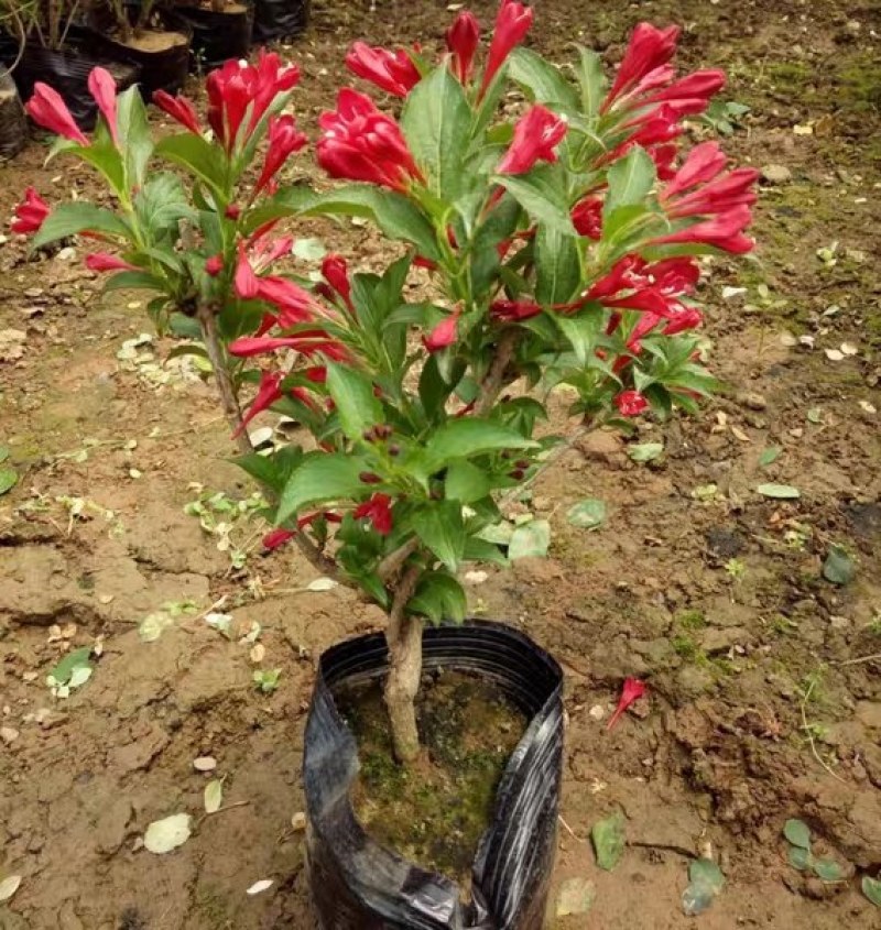 红王子锦带花苗庭院绿植绿篱植物盆栽花卉耐寒绿化工