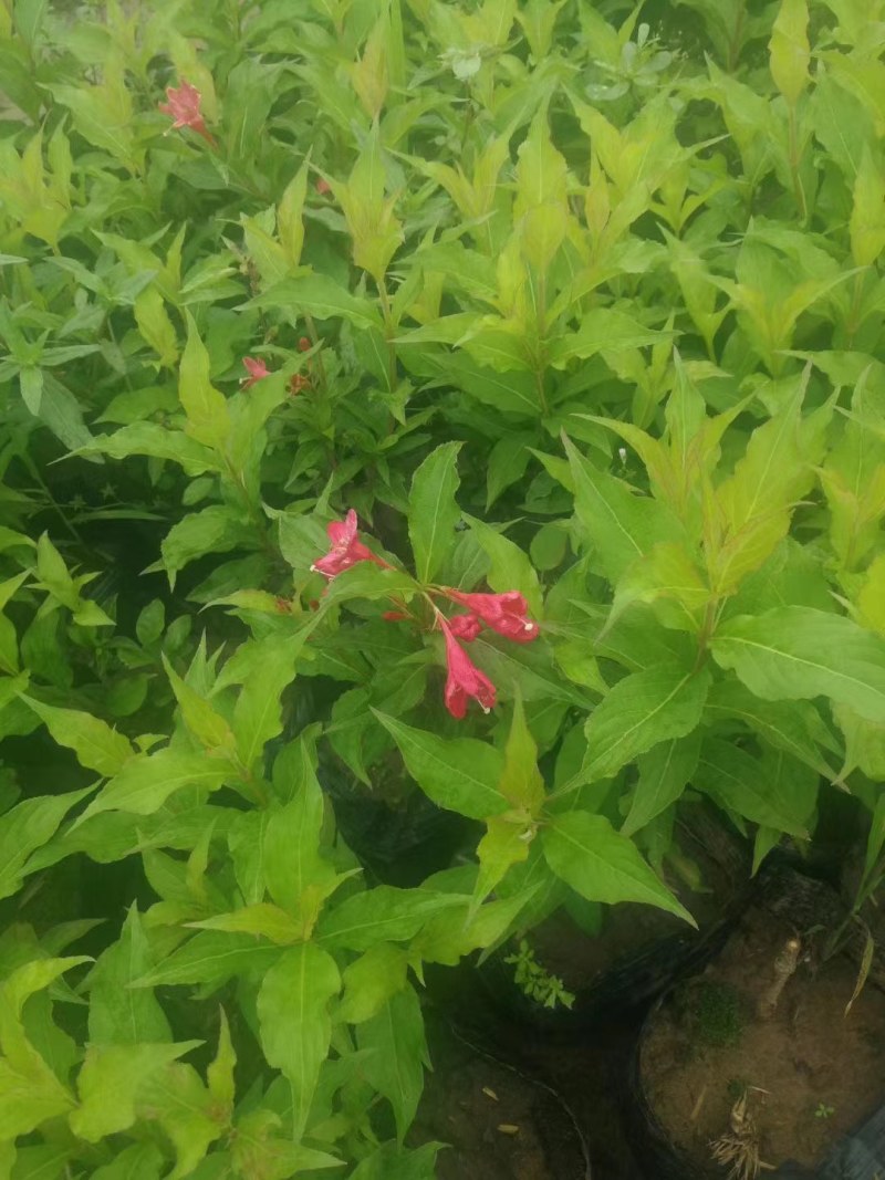 红王子锦带花苗庭院绿植绿篱植物盆栽花卉耐寒绿化工