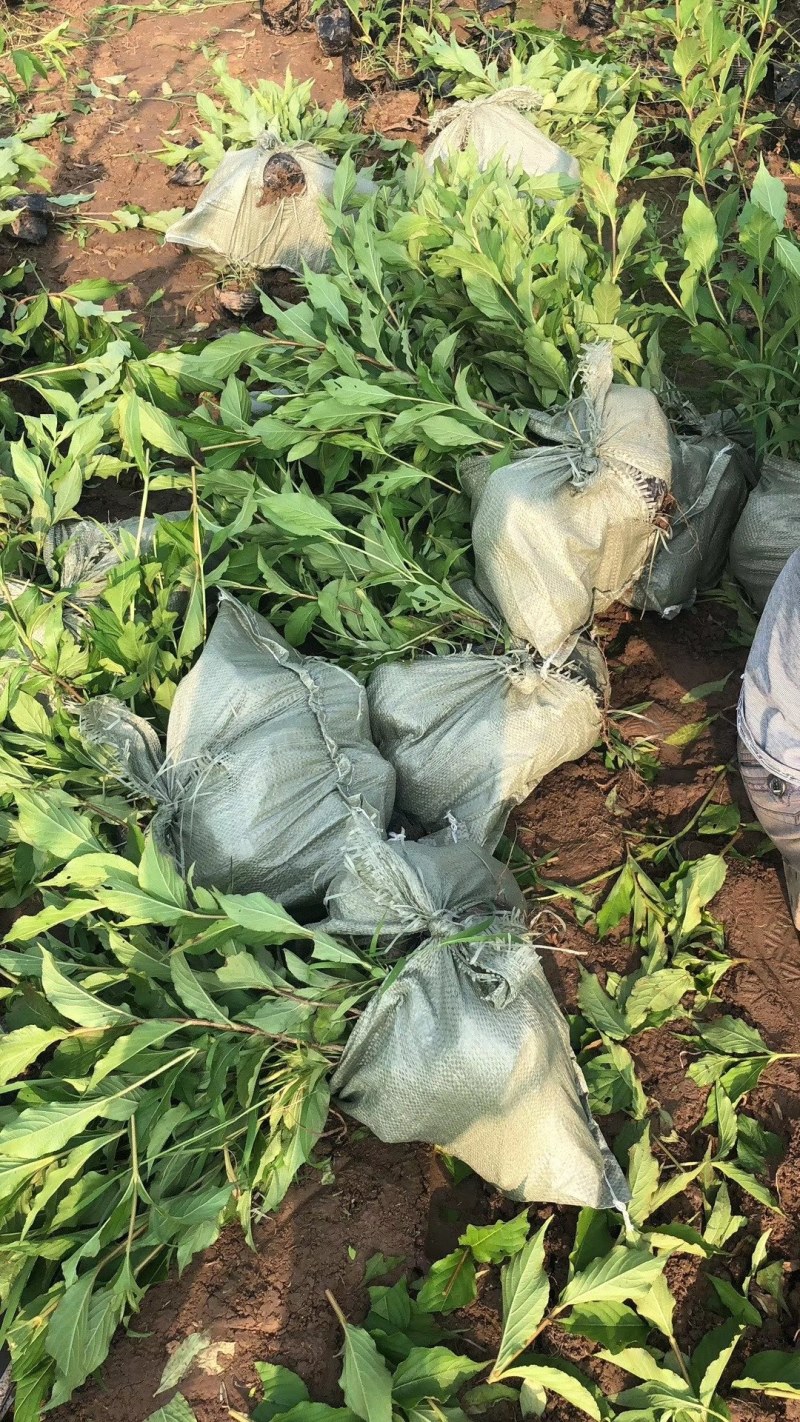 红王子锦带花苗庭院绿植绿篱植物盆栽花卉耐寒绿化工