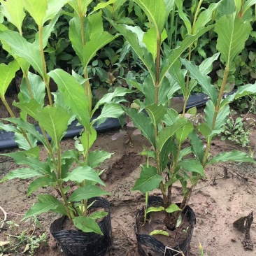 红王子锦带花苗庭院绿植绿篱植物盆栽花卉耐寒绿化工