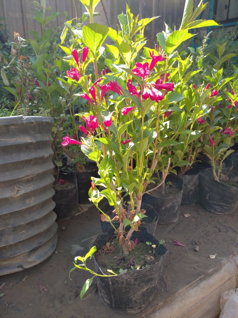 红王子锦带花苗庭院绿植绿篱植物盆栽花卉耐寒绿化工