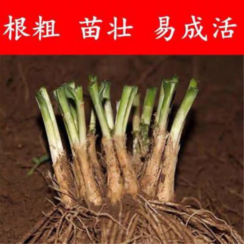 【包邮现挖】韭菜苗当季新根农田大棚盆栽电商代发直供
