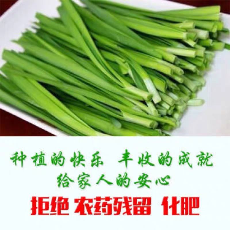【包邮现挖】韭菜苗当季新根农田大棚盆栽电商代发直供