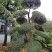 日本冬青（造型树，假植苗）