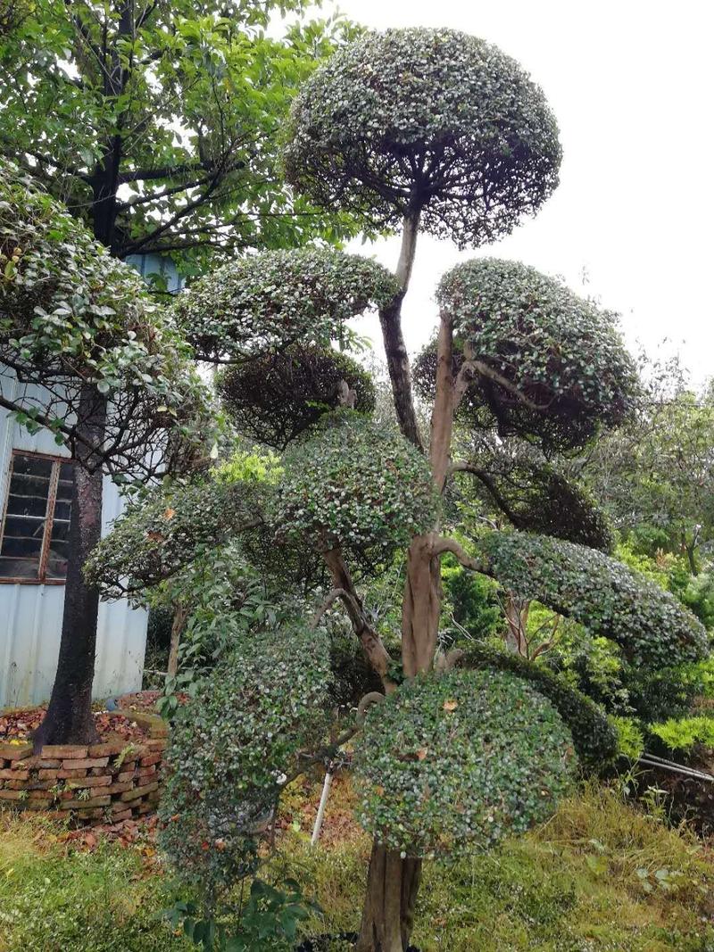 日本冬青（造型树，假植苗）