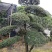 日本冬青（造型树，假植苗）