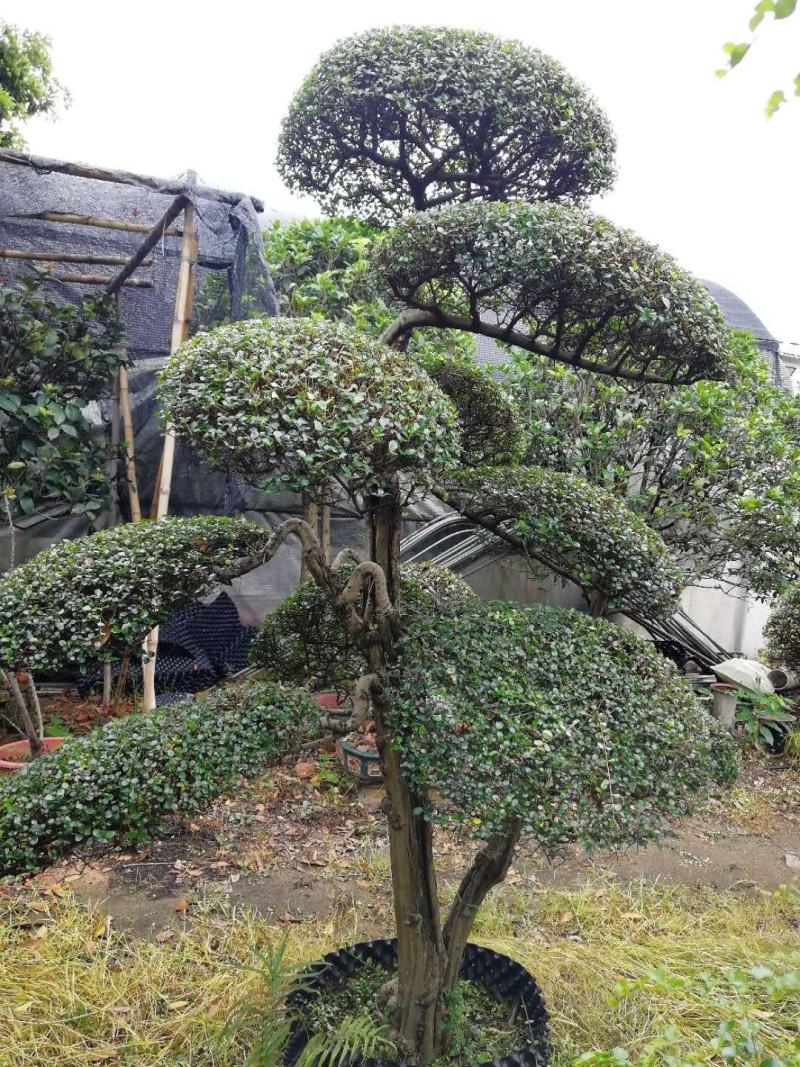 日本冬青（造型树，假植苗）