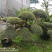日本冬青（造型树，假植苗）