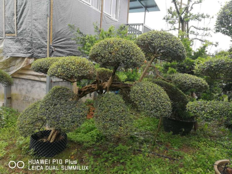 日本冬青（造型树，假植苗）