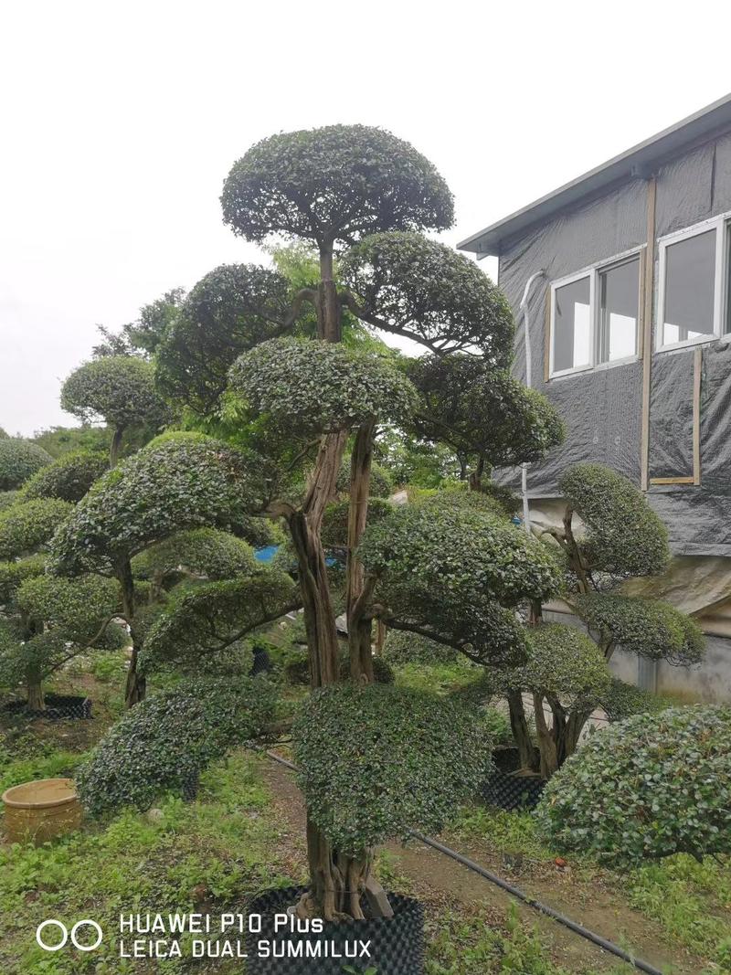 日本冬青（造型树，假植苗）