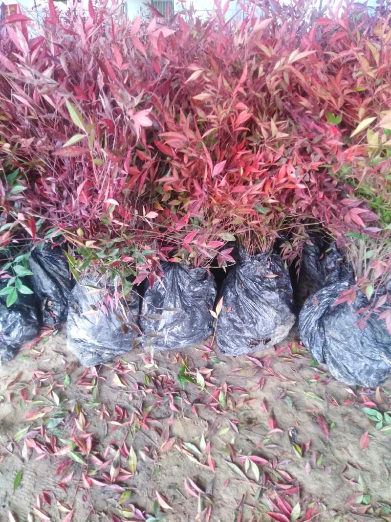 南天竹工程绿化彩色苗木耐寒耐旱易活欢迎选购