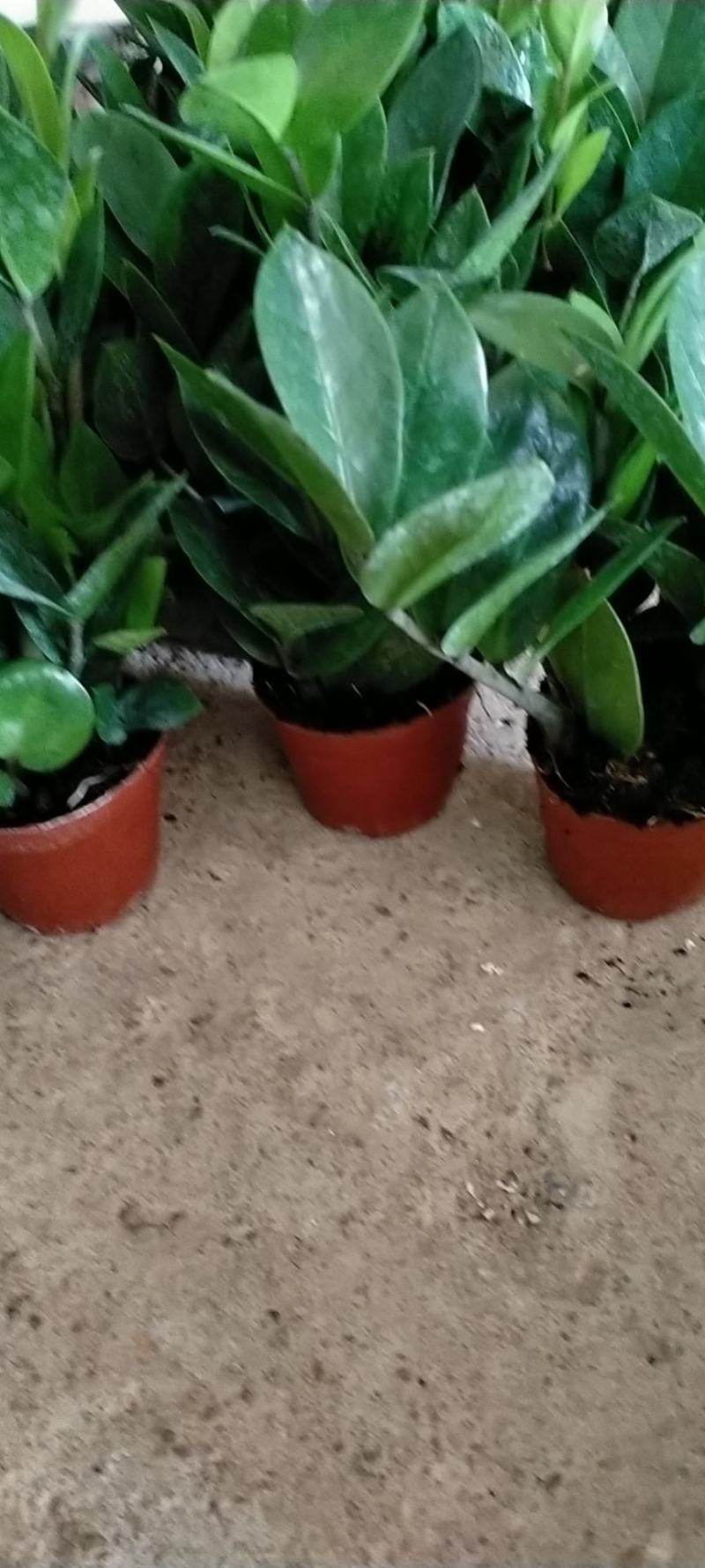 金钱树，包邮，盆栽室内花卉小盆景办公室绿色植物客厅招财