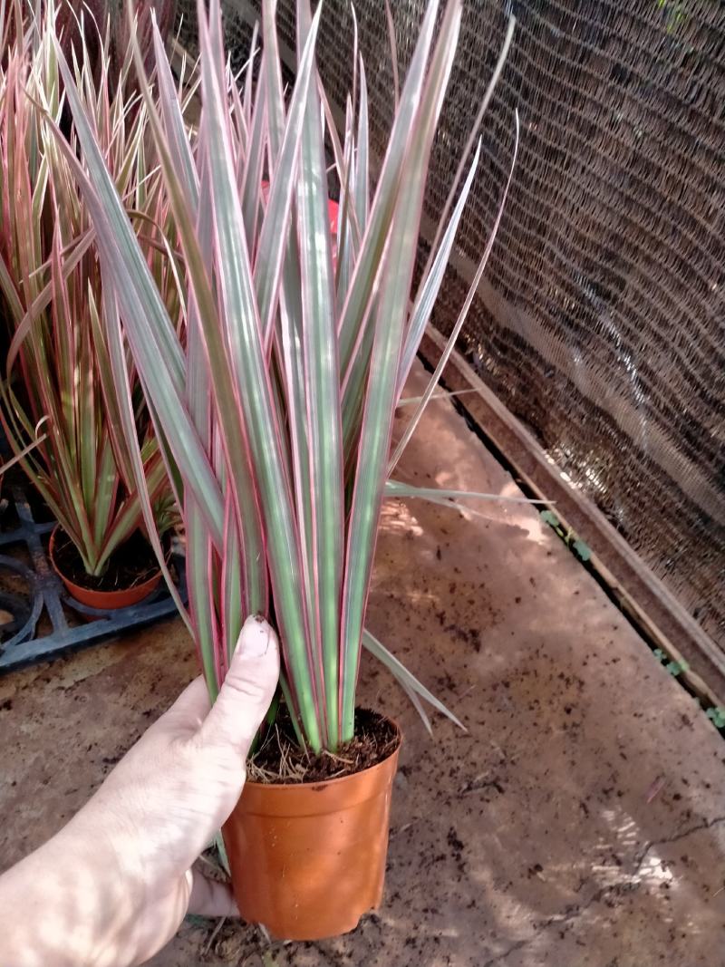 金钱树，包邮，盆栽室内花卉小盆景办公室绿色植物客厅招财